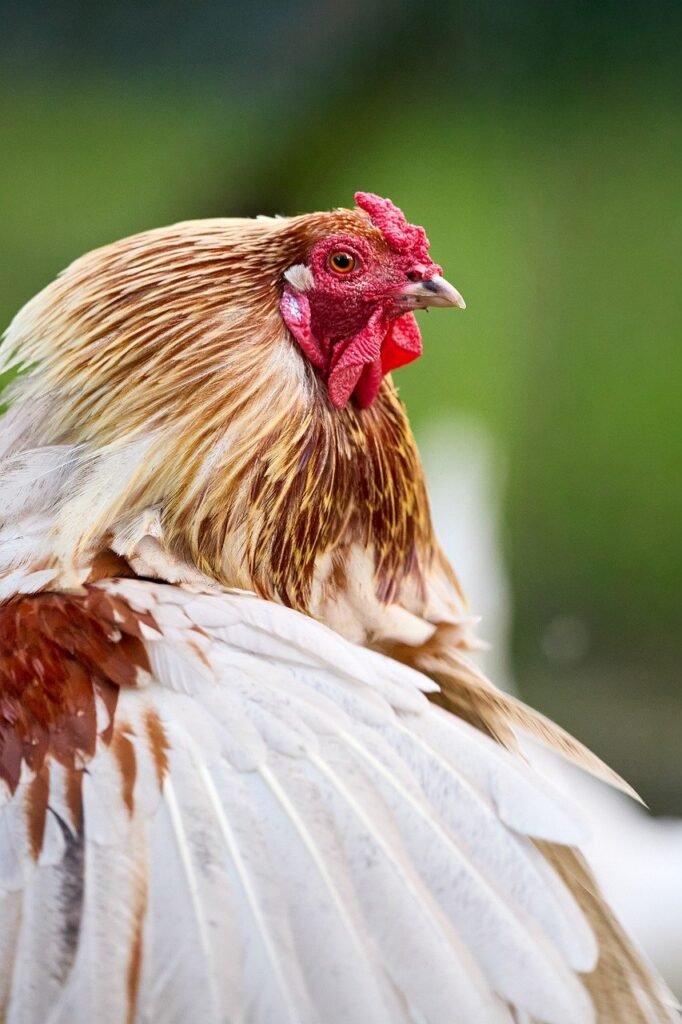 haan, chicken, bird, poultry, farm animal, red comb, wattles, feathers, plumage, golden, white, brown, detailed, portrait, close up, nature, outdoor, green background, agriculture, eye