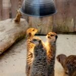 meerkats, friends, chat, conspiracy, nature, gangsters, suspects, conversation, talk, friendship, animals