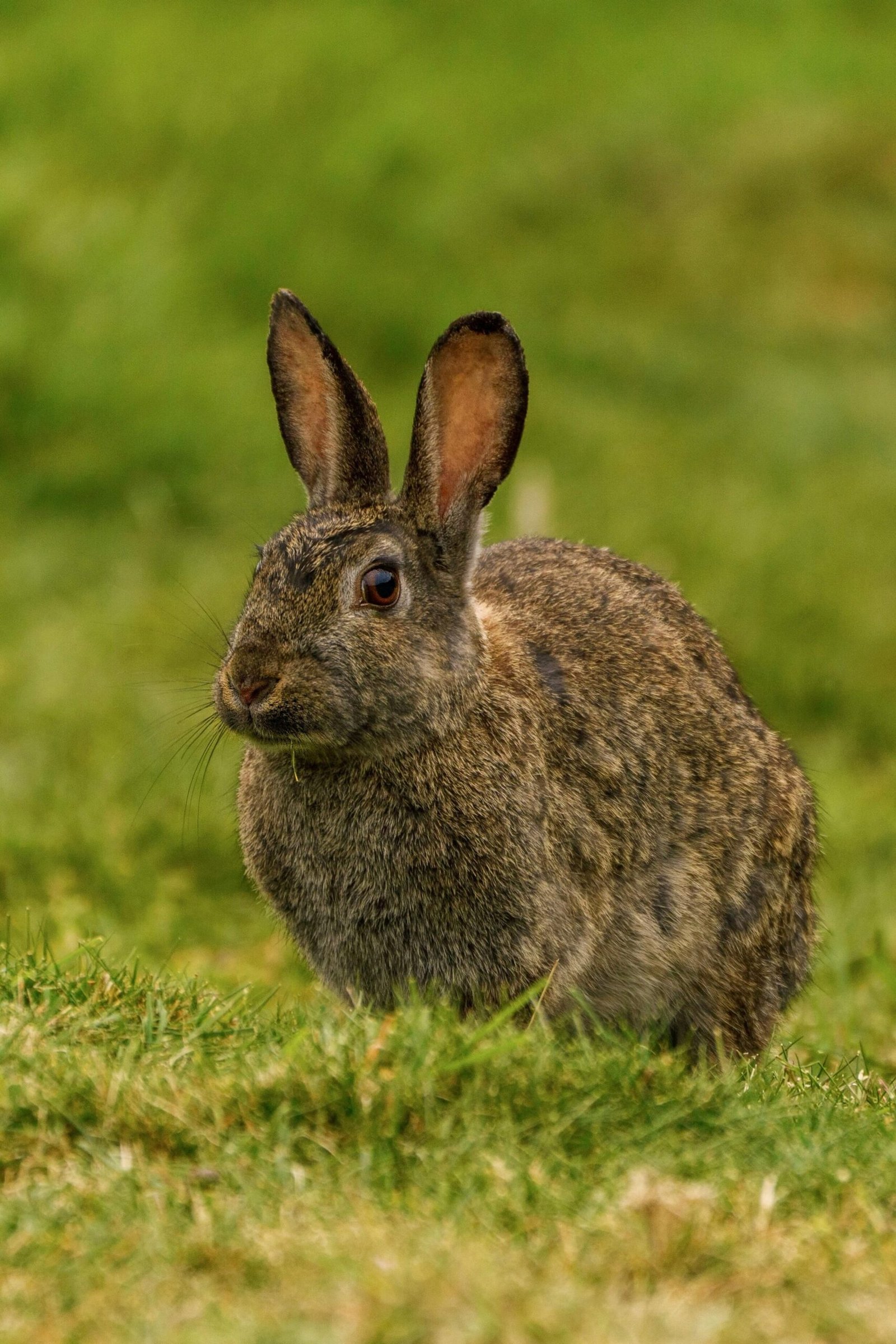 A wild rabbit sitting in a grassy field, captured in a natural outdoor setting.