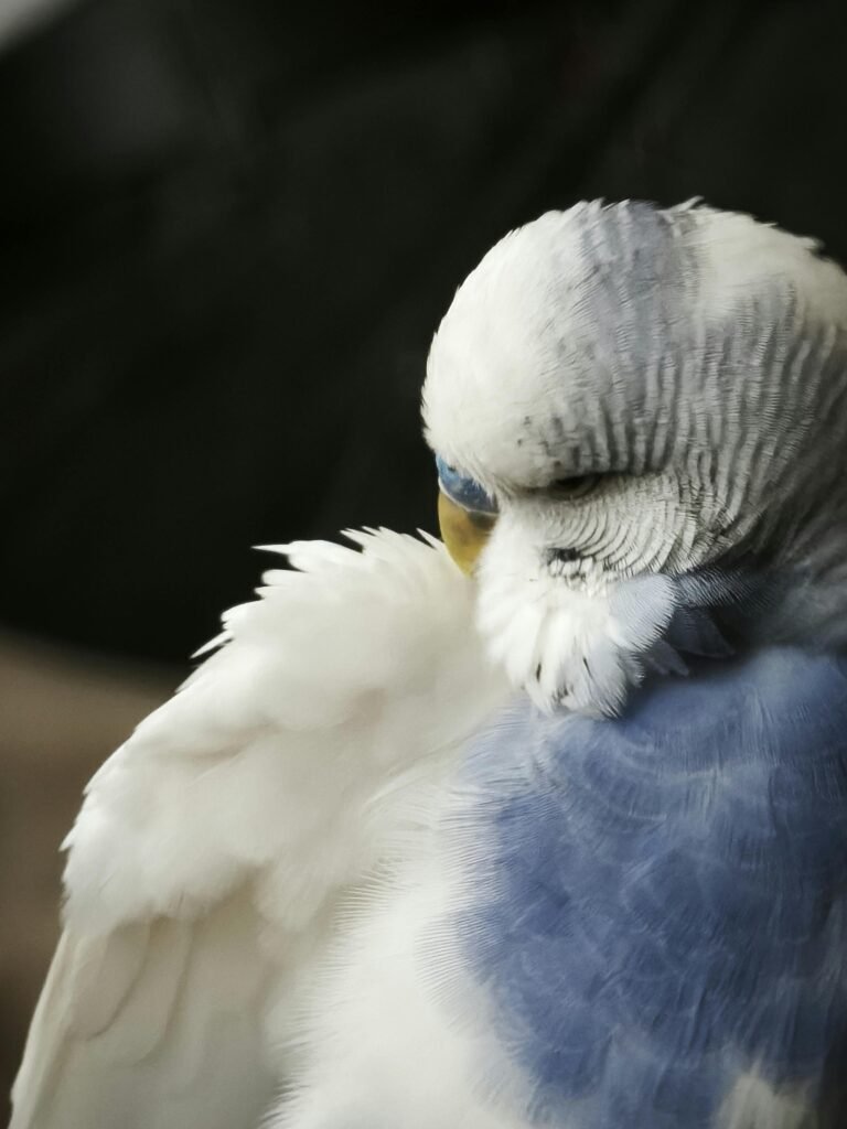A serene parakeet with blue and white feathers, captured in a close-up portrait.
